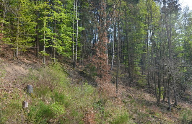 Lovely Group House near Winterberg with Private Sauna, Garden, & Terrace - Foto 40