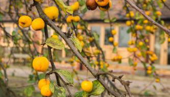 Paddock Cottage - Foto 2