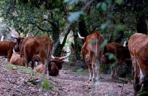 Quinta Parque Nacional Peneda Geres - Foto 41