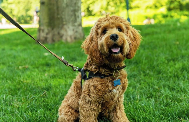 Myrtle Glendale - Foto 31