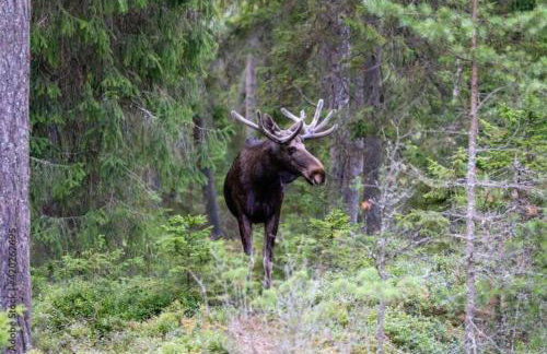 Sunflower Sanctuary - Foto 28