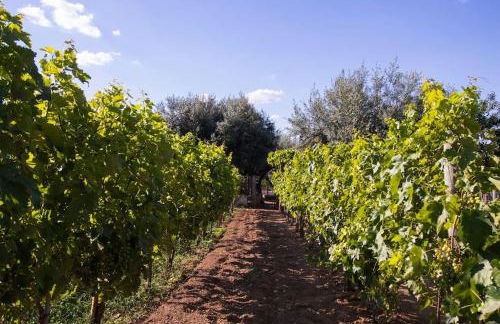 Horta dos Caracóis - Foto 49