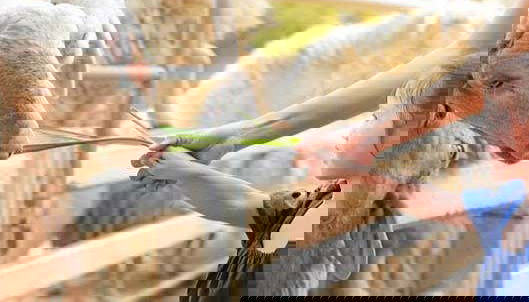 Durante la visita a Oltremare