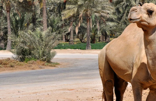 Escursione nel deserto del Sakhir - Foto 1
