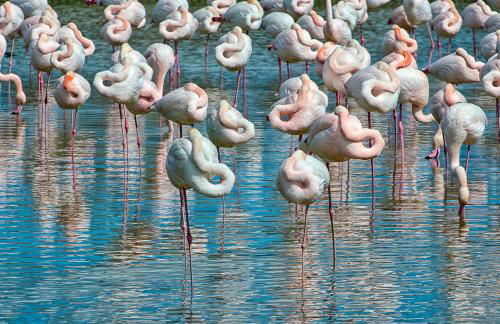 Isola di Albarella - Foto 22