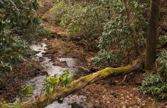 Sunflower Suite at The Wanderer - Foto 14