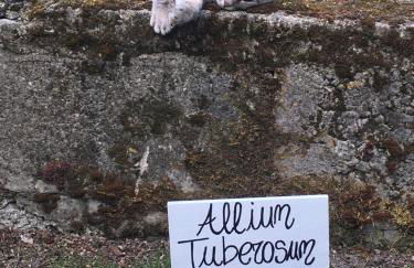 La casa del Tiglio - Foto 24