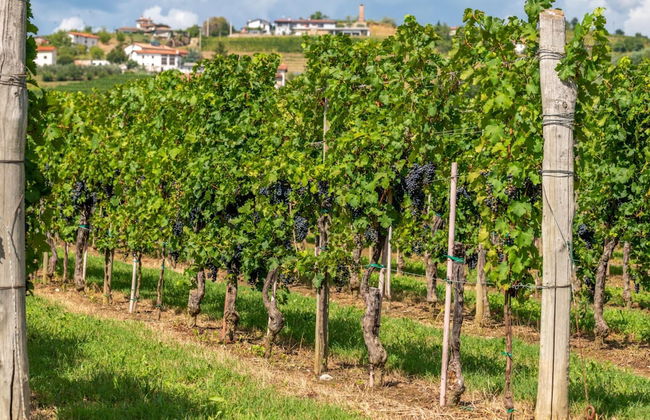 Pool & Sauna Villa Gizela - Foto 60