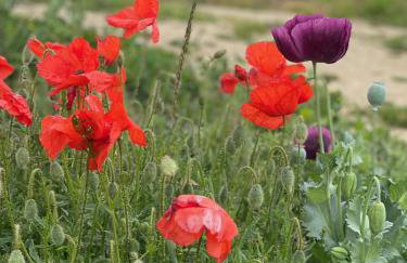 Cuddles & Bubbles Cozy Cabin with jacuzzi spa hot tub - Foto 34