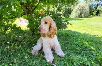 Gîte Pierre, Beynat, Corrèze - Foto 24