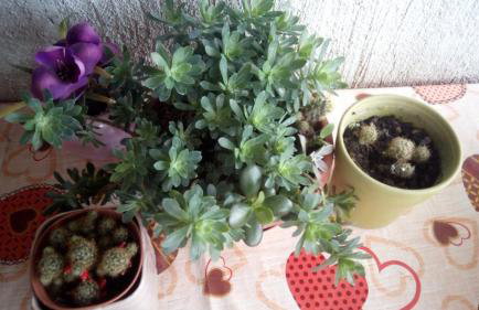 Apartment Butterfly Split - for rest and relaxation - Foto 43