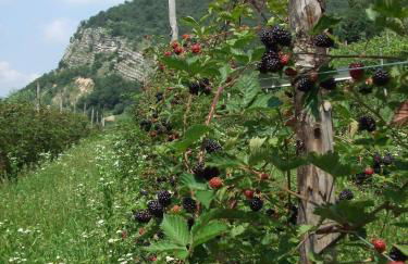 Agriturismo Cascina Rossano - Foto 76