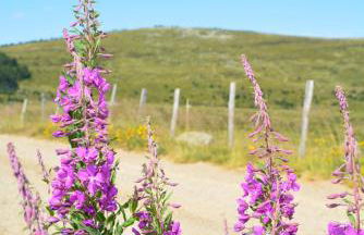 Gite Mont Lozère - Foto 45