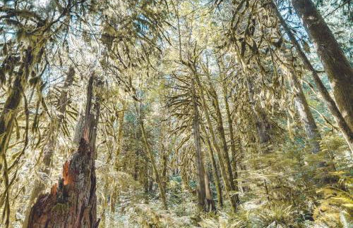 Bear Den Log Cabin - Meredith Lodging - Foto 38