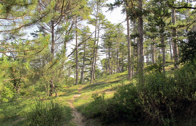 Domaine de Château Laval - Foto 18