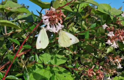 CASITA DA DOCTORA - Foto 66