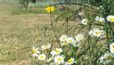 DoWielina - domki wśród natury - Foto 2