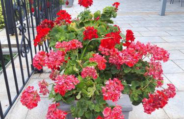 Ammos papanero - Foto 28