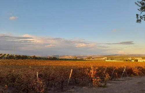 La Capellania de Alvear - Foto 19