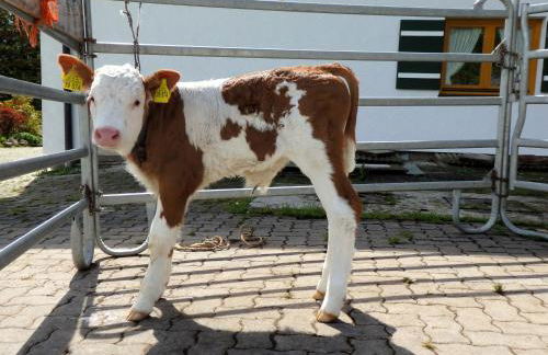 Apartment Rothenlehen - Foto 17