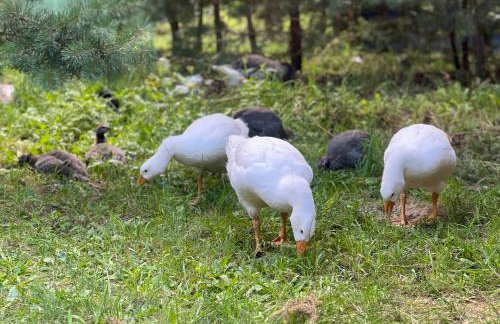 Ackermannia - Foto 19