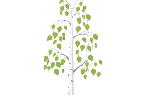 Betula Views - Photo 2