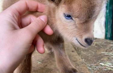 Les Perruchons ancienne grange rénovée avec soin - Foto 53