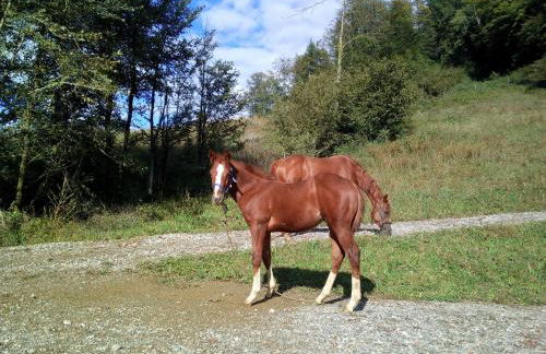 AGRITURISMO MASO PERTENER -adults friendly- - Foto 65