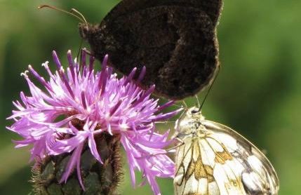 Chalets Shangrila - Foto 43