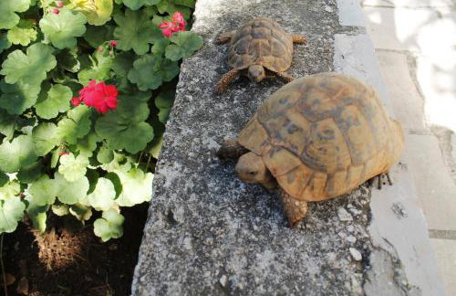 Apartments Sirena Korčula - Foto 36