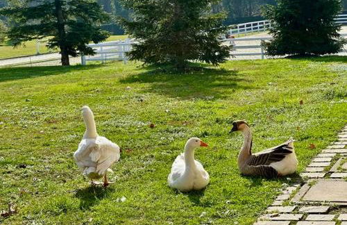 Agriturismo Il Boschetto - Foto 79