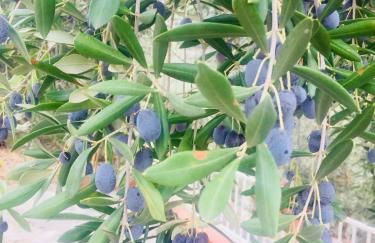 Casa Belvedere - Foto 45