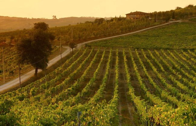 Tenuta di Monaciano - Foto 45