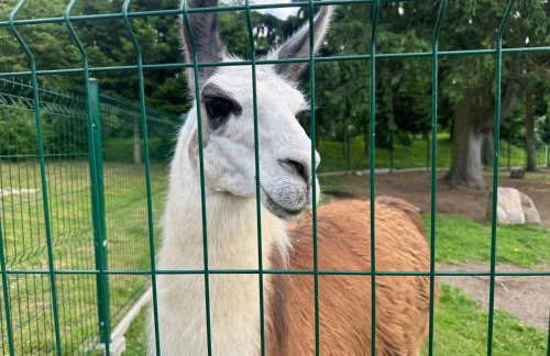 Agroturystyka Zielony Zakątek w Wiewiecku - Foto 22