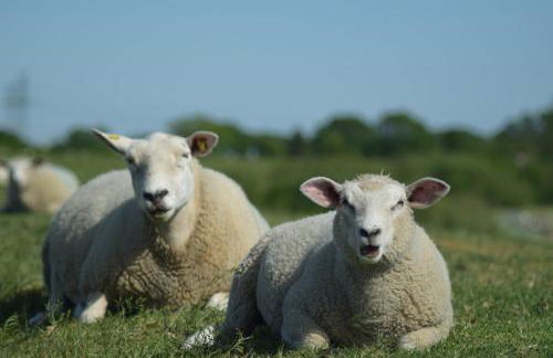 Loft am Diek - Foto 49