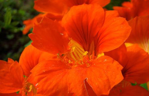 Casa Crudo, PRIVACIDADE NA MATA ATLÂNTICA, piscina, trilhas e descanso - Foto 32