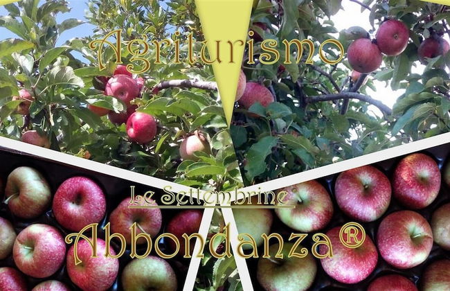 Room in Farmhouse - Agriturismo Abbondanza® - Foto 22