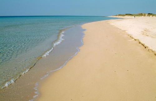 Pajara Rugiada - Foto 46