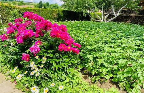 Schwarzwald - Gemuetliches 2 Zimmer Apartment! - Foto 22