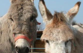 Erlebnis-Bauernhof Kliewe - Foto 56