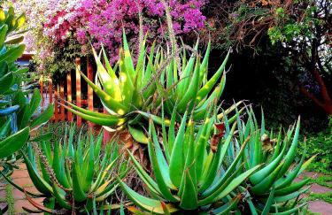 Garden House Pompei Vesuvio - Foto 14