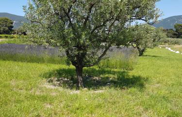 Gite Les Lavandes - Photo 11