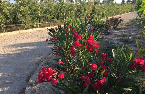 Quinta BEMBOA Turismo Espaço Rural - Foto 31