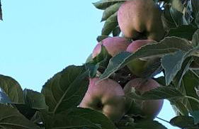 Casa Esquível - Foto 23