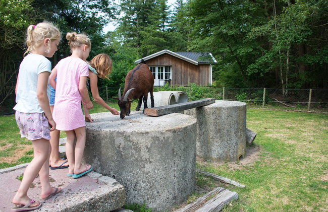 Vakantiepark De Wiltzangh - Foto 38