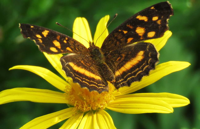 Excursão ao Jardim Botânico do Quindío - Foto 1