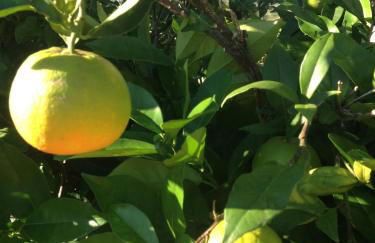 Finca Klara, Boutiquehotel - Apartment -Javea-Moraira- - Foto 24