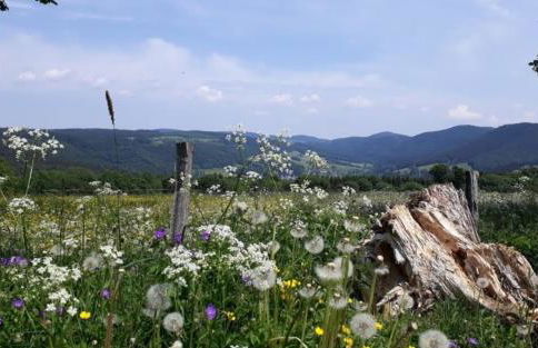 Ferienwohnungen Michel - Foto 13