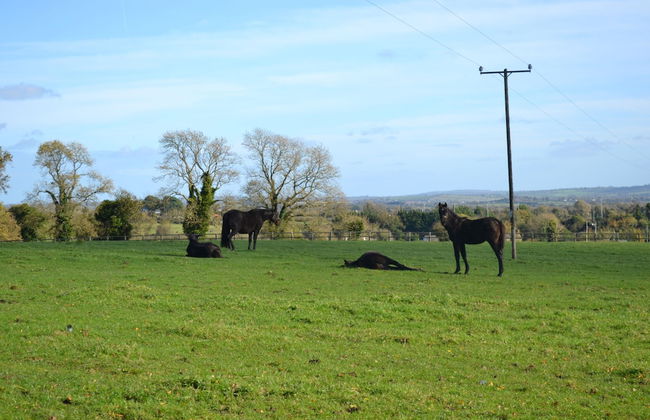 Skryne Castle Built in 1142 - Photo 40