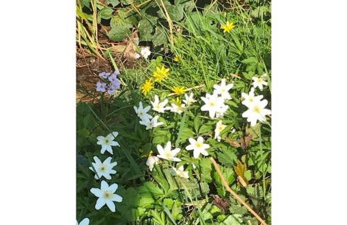 Am Wiiwegli Comfortable holiday residence - Foto 15